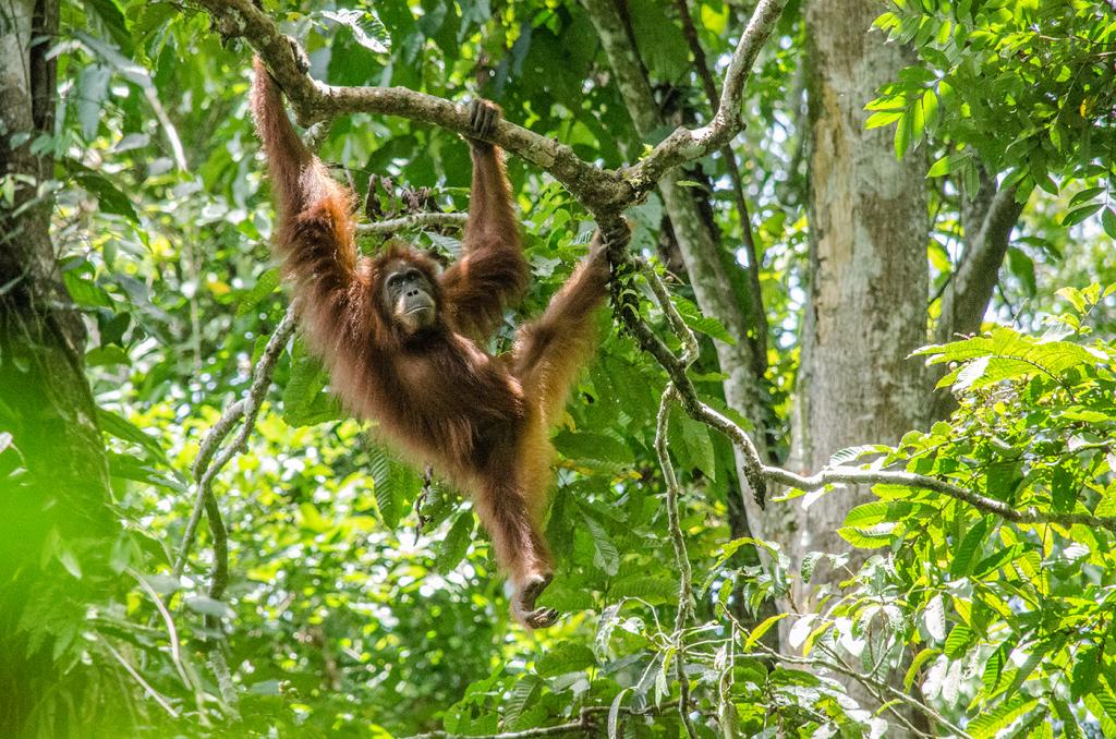 Orangutan_Indonesia_KSauve_DSC6928September 21, 2014
